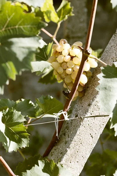 Prosecco White Bunch of Grape.Ripe grapes on grape-vine in autumn in vineyard.Sweet and tasty white grape bunch on the vine