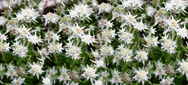 Edelweiss Alpino Leontopodium Lat Leontopodium Bush Florescendo Edelweiss Cama Flor — Fotografia de Stock