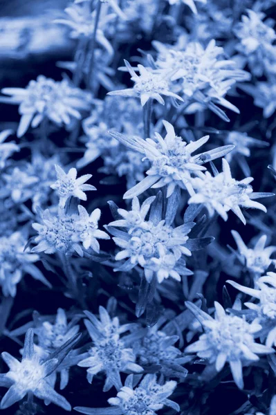 Edelweiss Alpine Leontopodium Лат Леонтопиум Цветущий Буш Эдельвейса Клумбе Пригороде — стоковое фото