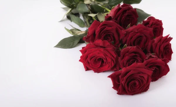 Rote Rosen auf weißem Grund — Stockfoto
