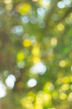 Yeşil bulanık bokeh arka plan - küçük bokeh orman 