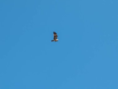 Mavi bulut gökyüzü kopya alanı içinde kartal