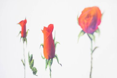 Kırmızı gül aşk Sevgililer