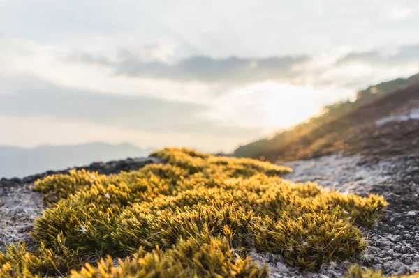 夕日を背景に岩の上のコケ ツリー — ストック写真