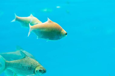 Mavi derin sularda renkli sarı balıklar.