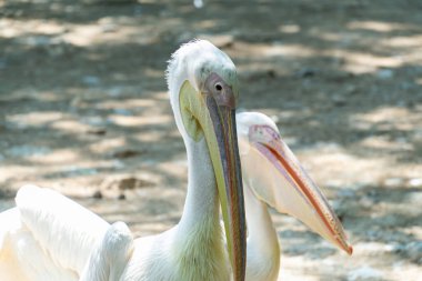 Vahşi ormanda bir grup balıkçıl..