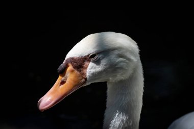 Siyah arkaplanı olan beyaz kuğu..