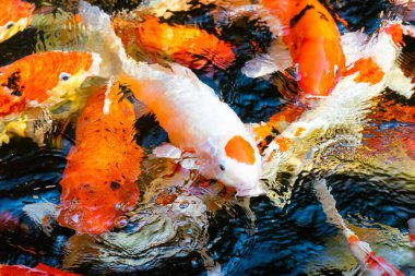 Nehirde renkli sazan balığı sürüsü.