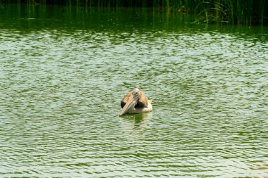 Büyük ormandaki balıkçıl kuşları..