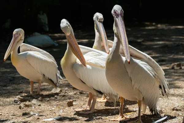 Groep zilverreigers in het wild. — Stockfoto