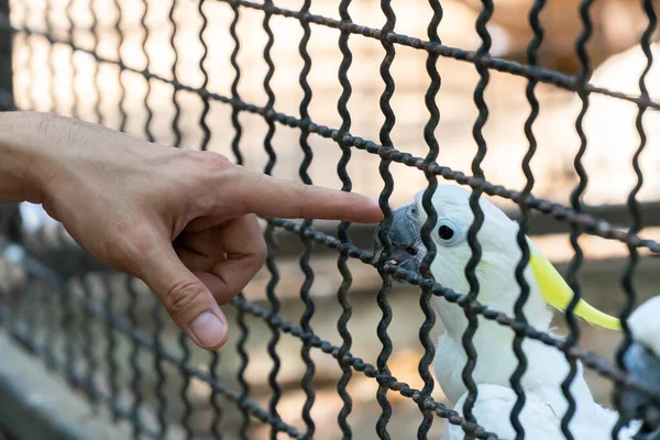 Попугай в клетке тронут человеческим пальцем. . — стоковое фото