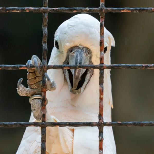 Papagaio branco na gaiola de perto . — Fotografia de Stock