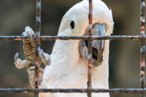 White Parrot in the cage close up.