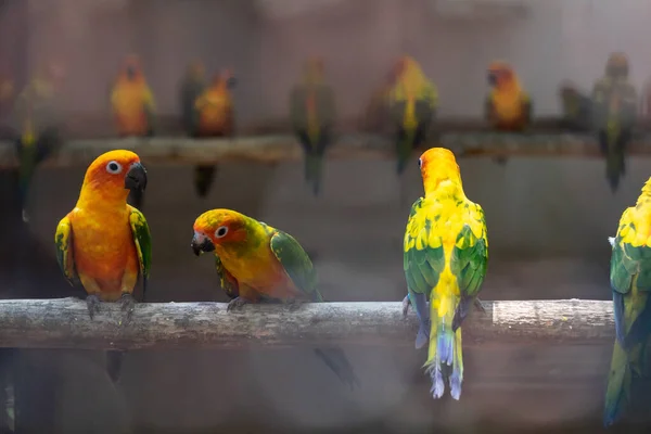 Grupo de loros coloridos en el árbol . — Foto de Stock