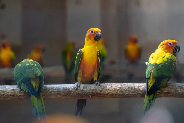 Grupo de loros coloridos en el árbol . — Foto de Stock