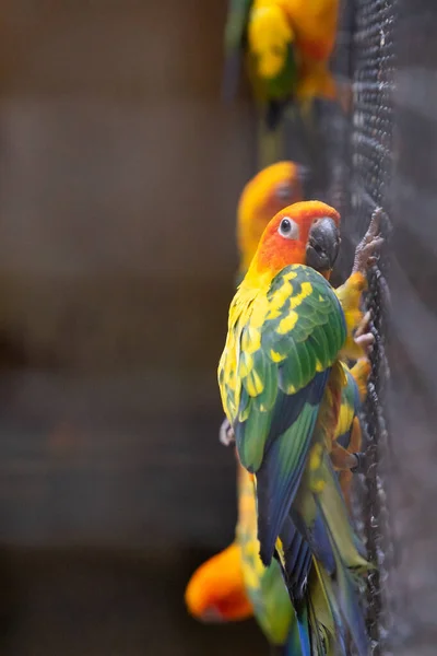 Красочный попугай в клетке . — стоковое фото