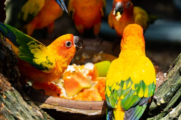 Kolorowe papugi w dzikim lesie. — Zdjęcie stockowe
