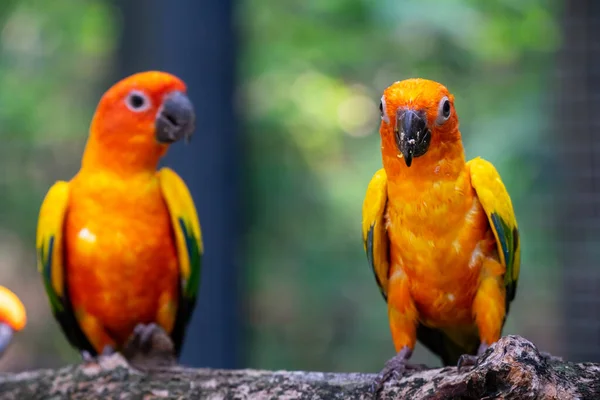 Красочные попугаи в диком лесу . — стоковое фото