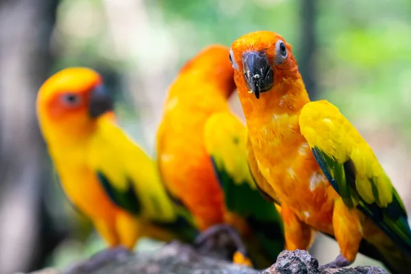 Colorful parrots in the wild forest. — Stock Photo, Image
