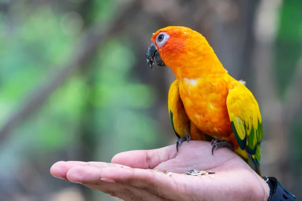 Красочный попугай на руке человека . — стоковое фото