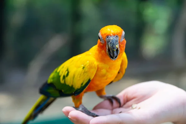 Красочный попугай на руке человека . — стоковое фото