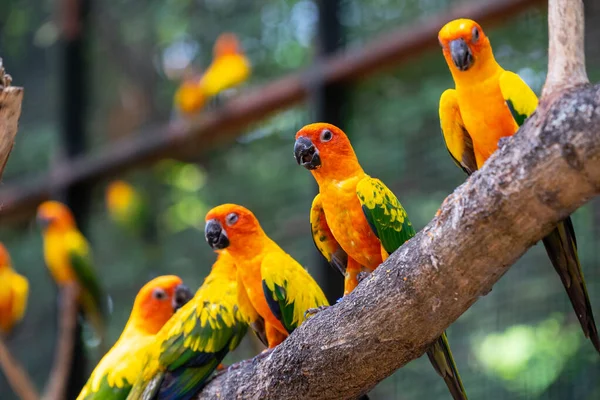 Grupo de loro colorido en el árbol de madera . —  Fotos de Stock