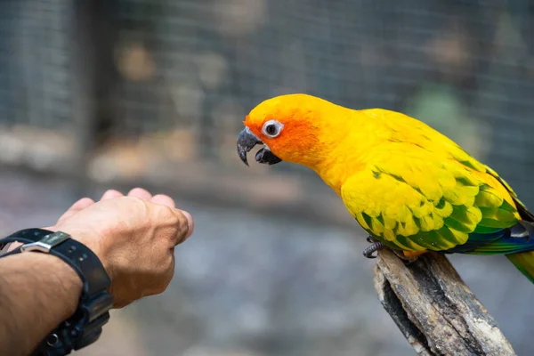 Красочный попугай, поедающий пищу из рук человека . — стоковое фото