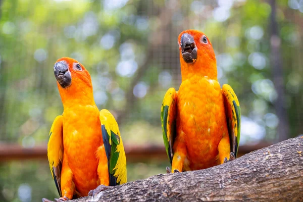 Colorido loro en el árbol de madera . — Foto de Stock