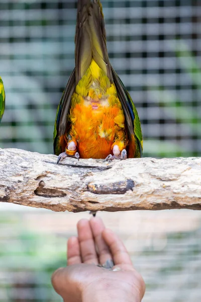 Colorido loro en el árbol de madera . —  Fotos de Stock