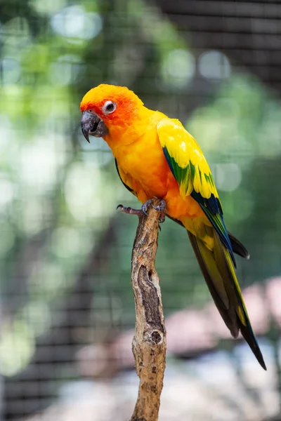 Красочный попугай на дереве . — стоковое фото