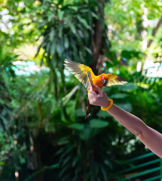 Papagaio colorido voando para a mão humana com fundo florestal . — Fotografia de Stock
