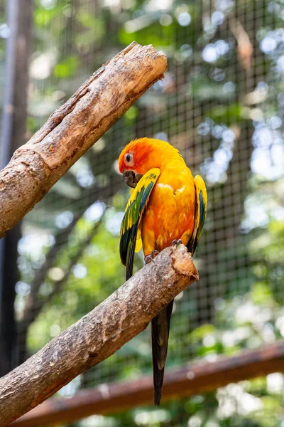 Colorido loro en el árbol de madera . — Foto de Stock