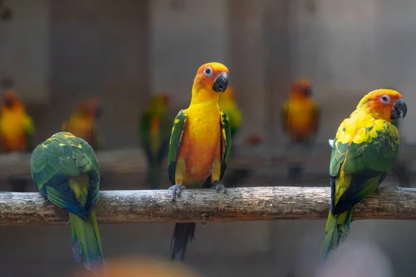 Grupa kolorowych papug na drzewie. — Zdjęcie stockowe