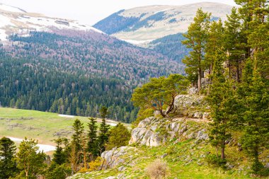 Lago Naki - Kafkasya Dağları 'ndaki ağaç ve doğa kış mevsiminde karla kaplı.