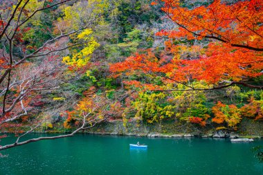 Kayıkçı, Katsura nehri boyunca sonbaharda Arashiyama orman manzarasında kürek çekiyor. Kyoto, Japonya.