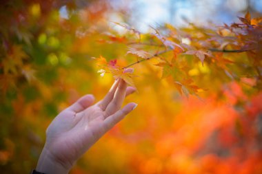 Japonya 'da sonbahar yaprakları Kasım' da bir kadın eli değecek..