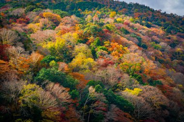 Katsura nehri boyunca sonbaharda Arashiyama orman manzarası. Kyoto, Japonya.