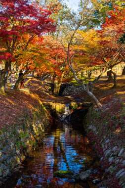 Japonya 'nın Nara Park kentinde sonbahar mevsiminde dere boyunca renkli bir ağaç.