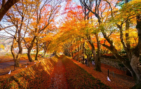 Maple corridor in het najaar in het gebied van Kawaguchiko meer, Japan. — Stockfoto