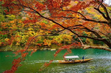Kayıkçı, Katsura nehri boyunca sonbaharda Arashiyama orman manzarasında kürek çekiyor. Kyoto, Japonya.
