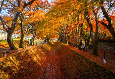 Japonya 'nın Kawaguchiko Gölü bölgesinde sonbahar mevsiminde akçaağaç koridoru.