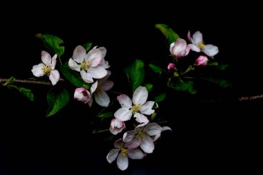 elma çiçeği çiçek