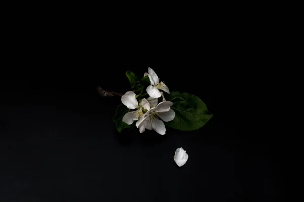 Flores de flor de manzana — Foto de Stock