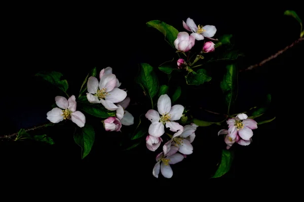 Fiori di fiori isolati su uno sfondo nero — Foto Stock