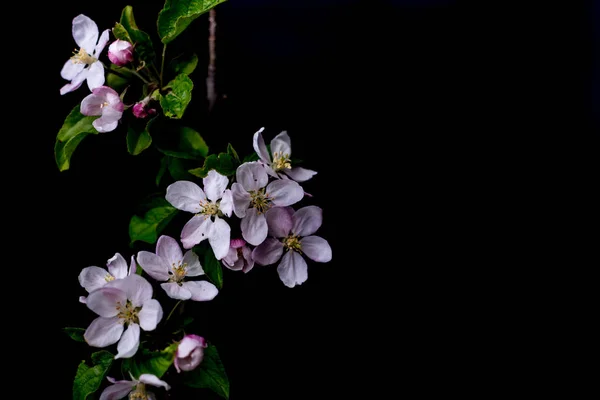 Apple květ květiny — Stock fotografie