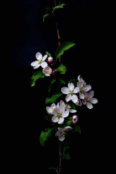 Flores de flor de manzana aisladas sobre un fondo negro —  Fotos de Stock