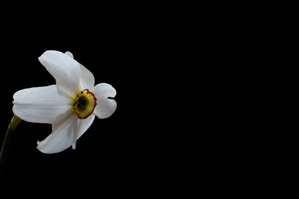 Narciso amarillo (Narciso) flor de primer plano — Foto de Stock