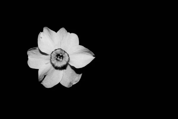 Κίτρινο χρώμα μαύρο και άσπρο λουλούδι νάρκισσος (νάρκισσος) — Φωτογραφία Αρχείου