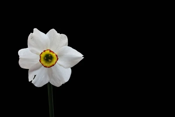 Narciso amarillo (Narciso) flor vista frontal — Foto de Stock