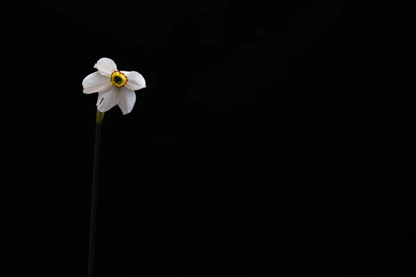黑色背景的黄色水仙花 — 图库照片